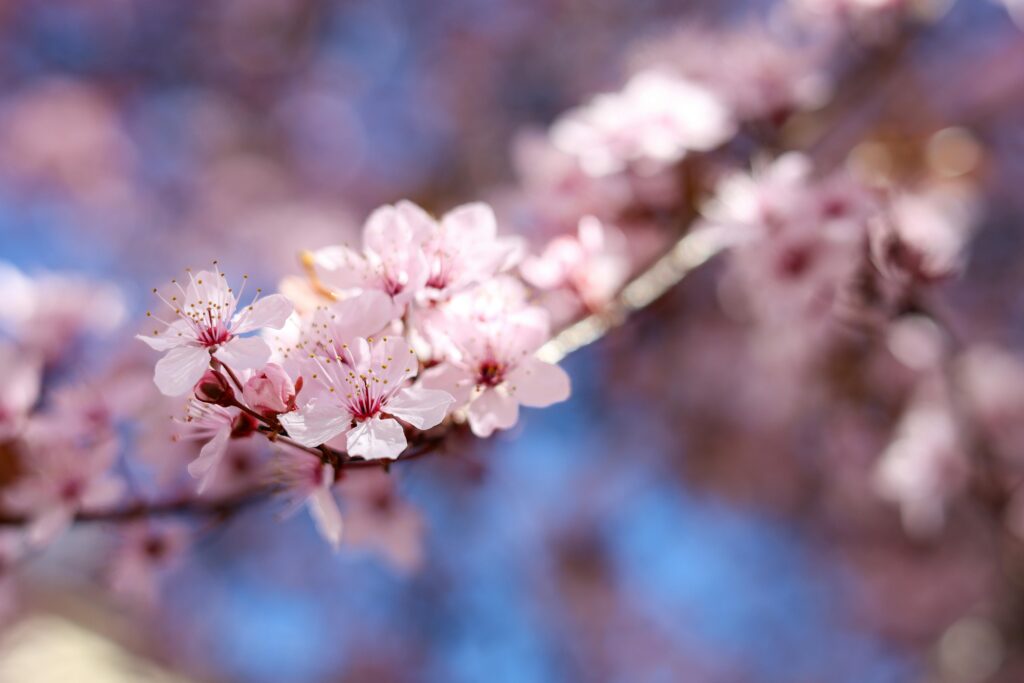 Vivid close-up of delicate pink cherry blossoms on a branch with blurred background, captured in springtime.